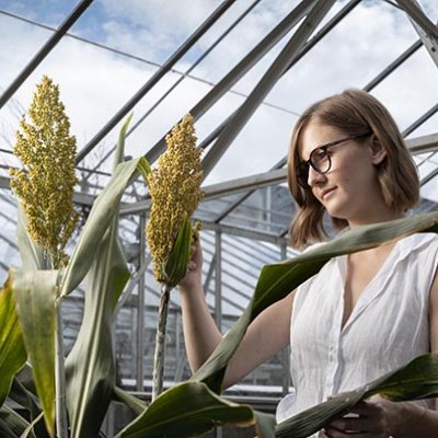 Dr Karen Masset standing in a greenhouse holding a stalk of sorghum